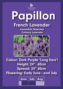 Papillon French Lavender Plants 2 Litre Pot